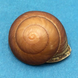 #5 Anixa zebuensis 36.9mm Cebu, Philippines Camaenidae