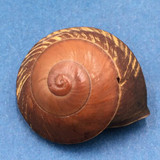 #8 Anixa zebuensis 38mm Cebu, Philippines Camaenidae