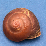 #9 Anixa zebuensis 38.7mm Cebu, Philippines Camaenidae