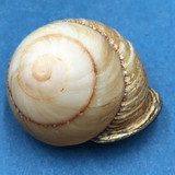 #8 Calocochlia collodes 33.8mm Cebu, Philippines Camaenidae