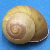 #10 Calocochlea cf. albaiensis ssp. 39.9mm Luzon, Philippines Camaenidae