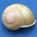 #12 Calocochlea cf. albaiensis ssp. 43.3mm Luzon, Philippines Camaenidae