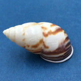 #10 Amphidromus perversus emaciatus 46.4mm Klaten, Central Java