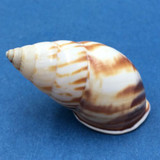 #11 Amphidromus perversus emaciatus 47.2mm Klaten, Central Java