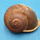 #3 Trachystyla cryptica ssp. 51.4mm Leyte, Philippines, Camaenidae