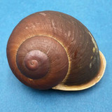 #9 Trachystyla cryptica ssp. 55.2mm Leyte, Philippines, Camaenidae