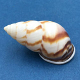 #5 Amphidromus perversus emaciatus 47.8mm Klaten, Central Java