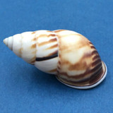 #6 Amphidromus perversus emaciatus 47.4mm Klaten, Central Java