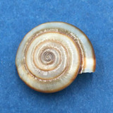 #4 Stilpnodiscus moellendorffi 19.5mm S. Gansu, China, 2004 Camaenidae