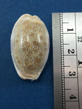 #8 Cypraea (Naria) erosa 29mm Great Barrier Reef, Australia, Under Rocks