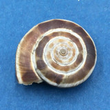 #4 Laeocathaica distinguenda 26.9mm China Camaenidae