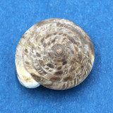 #8 Laeocathaica polytyla 16.7mm China Camaenidae