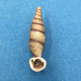 #2 Grandinenia fuchsi 30.8mm Guangxi, China Clausiliidae