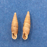 #1 Cochlodina laminata 14-16mm S. Belgium Between Virton & Torgny On Trees