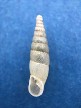 #9 Cochlodina laminata ALBINO 15.2mm S. Belgium Between Virton & Torgny On Trees