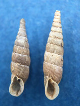 #3 Alinda biplicata 14-16mm Kaprun, Belgium, alive on rocks, 1984 Clausiliidae