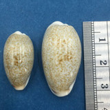 #8 Cypraea (Erronea) errones Set x2 24-31mm Netted, Negros Island, Philippines