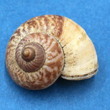 #22 Aulopoma grande 27.9mm Sri Lanka Cyclophoridae