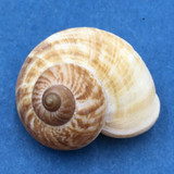 #24 Aulopoma grande 29.2mm Sri Lanka Cyclophoridae