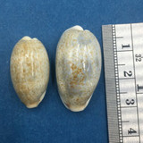 #6 Cypraea (Erronea) errones Set x2 24-29mm Netted, Negros Island, Philippines