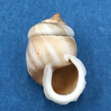 #17 Pupinidius pupinella 19.3mm South Gansu, China, On Rocks Enidae