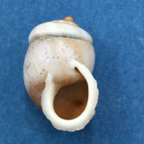 #8 Pupinidius pupinella 19.2mm South Gansu, China, On Rocks Enidae