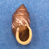 #11 Pupinidius nanpingensis 19.5mm South Gansu, China Enidae