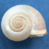 #5 Monacha cartusiana 15.5mm Turkey Hygromiidae