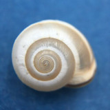 #5 Monacha syriaca 12.1mm Iskenderun, Turkey Hygromiidae