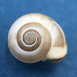 #1 Monacha syriaca 12.1mm Iskenderun, Turkey Hygromiidae