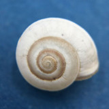 #6 Monacha syriaca 11.7mm Iskenderun, Turkey Hygromiidae