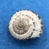 #1 Helicella caperata 6.3mm Tolaga Bay, New Zealand, Geomitridae