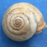 #5 Monachoides incarnatus 14.4mm By Lustin, Belgium, Under Litter, Hygromiidae