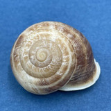 #2 Eobania vermiculata 22.4mm Monastir, Tunisia, On Sand Under Plants Helicidae