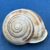 #3 Eobania vermiculata 31.8mm Monastir, Tunisia, On Sand Under Plants Helicidae