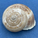 #7 Eobania vermiculata 30.2mm Monastir, Tunisia, On Sand Under Plants Helicidae