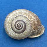 #4 Otala punctata 35mm Argentina Helicidae