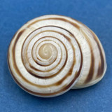 #1 Loxana lechatelieri 27.4mm Morocco Helicidae