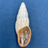 Odontostomus exesus 37.6mm Brazil, BA Itabuna Odontostomidae