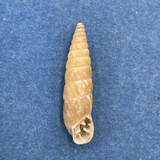 Clessinia aconjigastana 18.5mm Unquillo, Cordoba, Argentina Odontostomidae