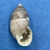 #2 Plagiodontes patagonicus 20.7mm Sierra de la Ventana, Argentina On Pasture