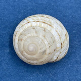 #12 Hemitrochus varians 15mm Bahamas Cepolidae