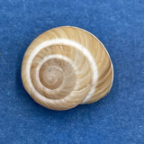 #14 Hemitrochus varians 13.3mm Bahamas Cepolidae