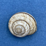 #3 Hemitrochus varians 17.3mm Bahamas Cepolidae