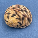 #1 Nerita plicata 20.7mm S.E. Africa, West Pacific