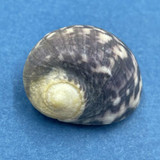 #24 Nerita peloronta 25.3mm W/O Bonaire/Aruba May 14-17 1983