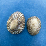 #5 Siphonaria naufragum 14-18mm Amelia Island, Florida Siphonariidae