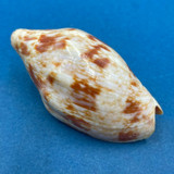 Cymbiola rutila ceraunia 61.3mm Solomon Islands