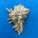 #3 Homalocantha oxyacantha 26.5mm W/O Salango Is. Ecuador 20-40' On Coral/Rocks