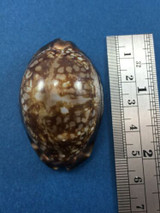 #3 Cypraea maculifera 49.7mm Oahu, Hawaii 30' Deep Collected 1968